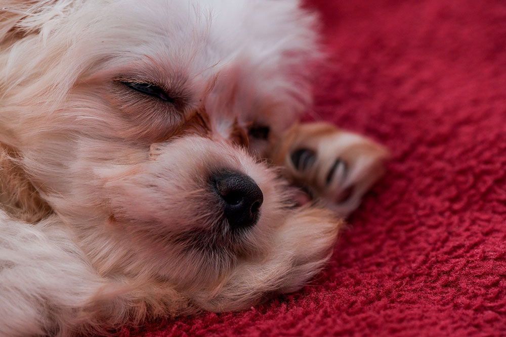 Calm dog