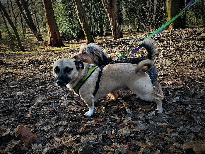 Walking dog services